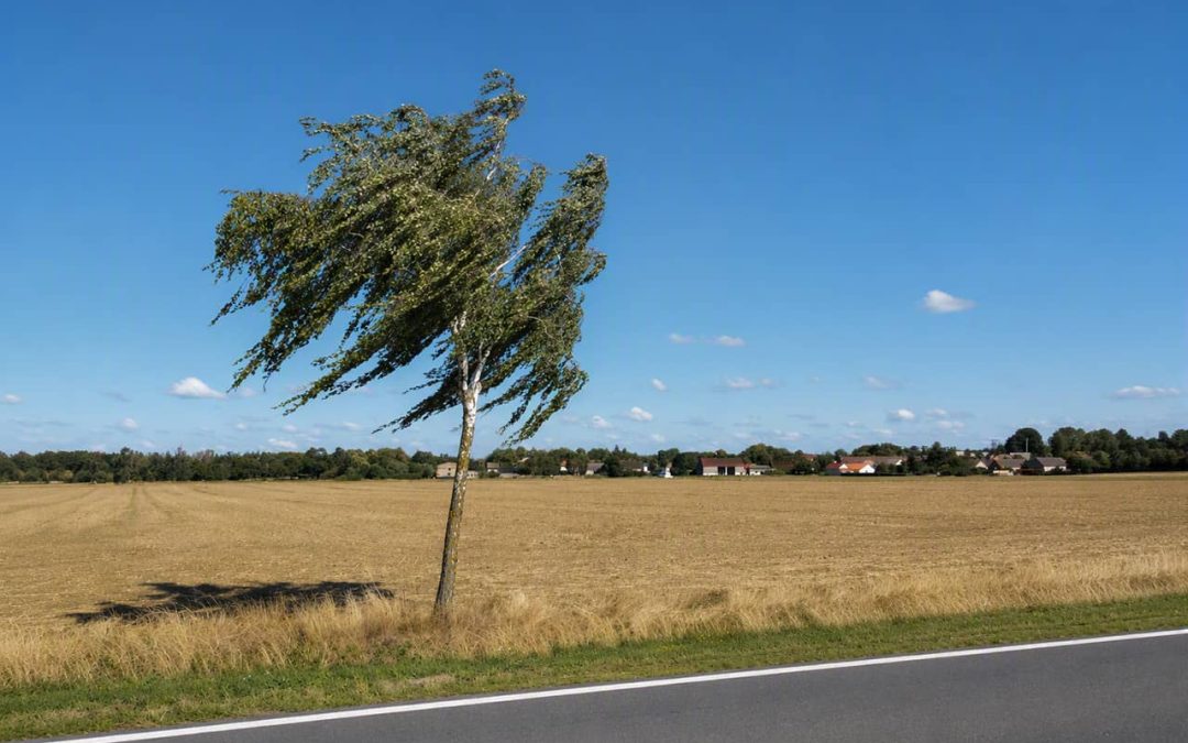 Das gute Bei­spiel der jun­gen Bir­ke in Sachen-Anhalt