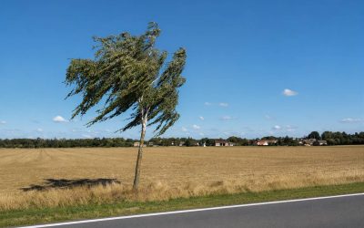 Das gute Bei­spiel der jun­gen Bir­ke in Sach­sen-Anhalt