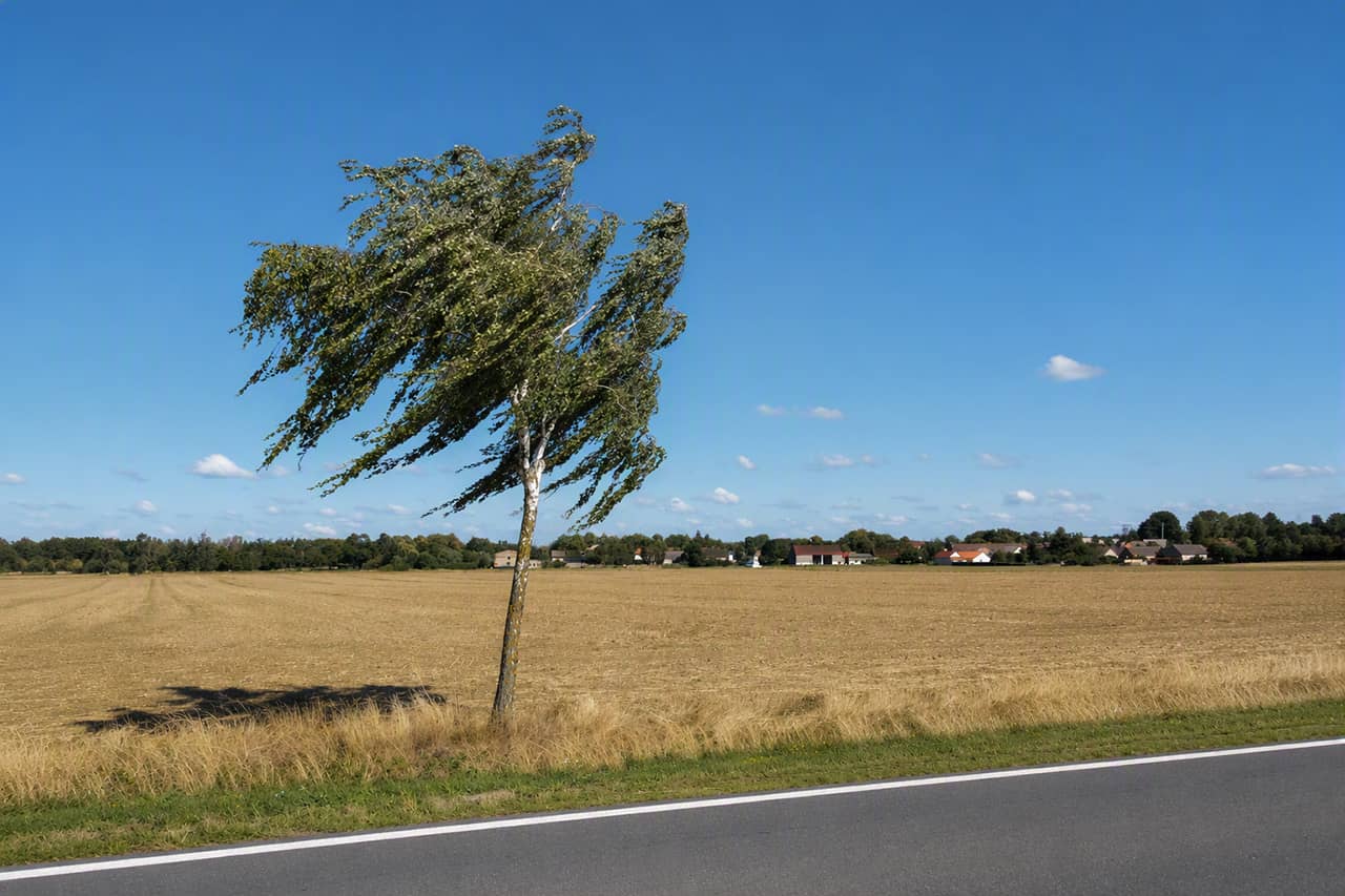 Birke im Ostwind